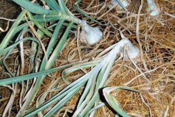 Kraken магазин