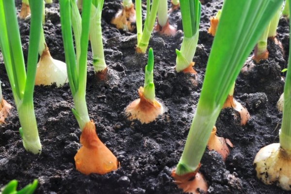 Кракен наркомаркет